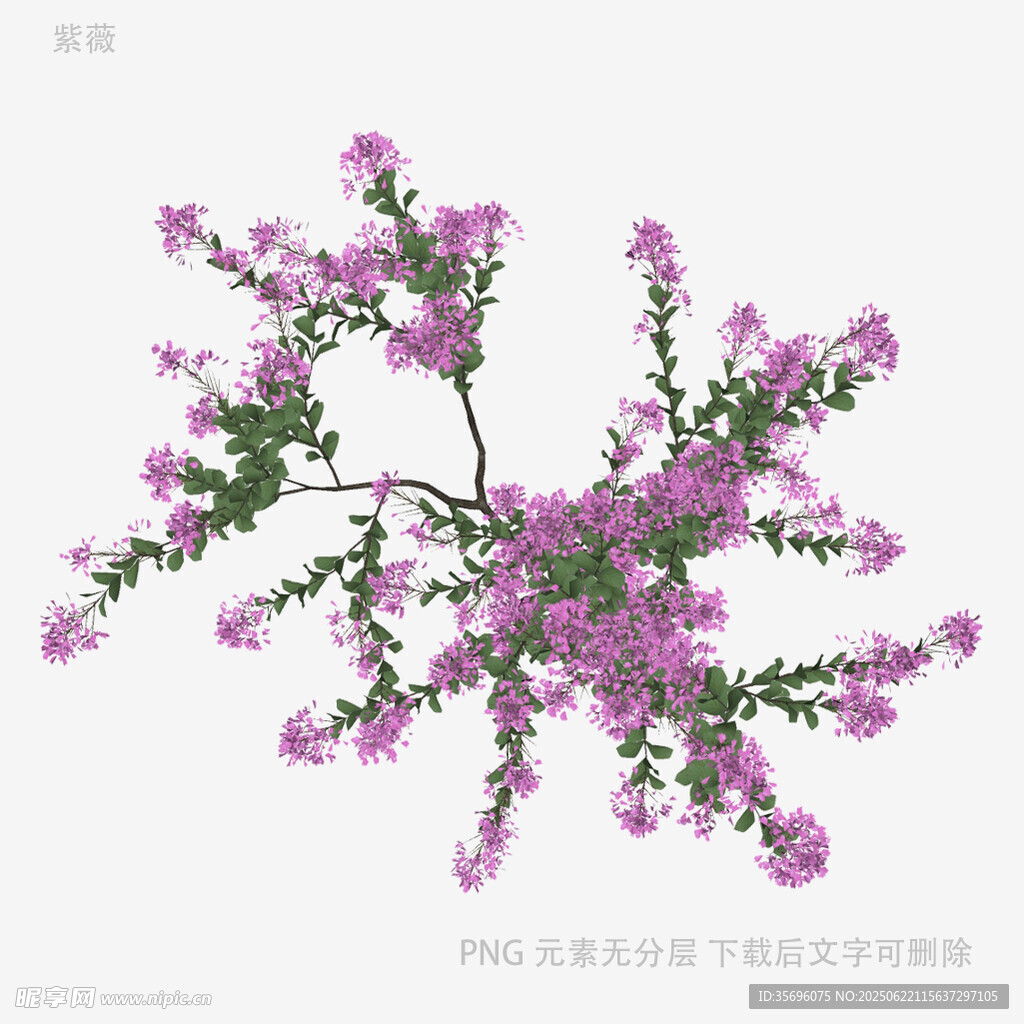 紫色繁花树枝特写