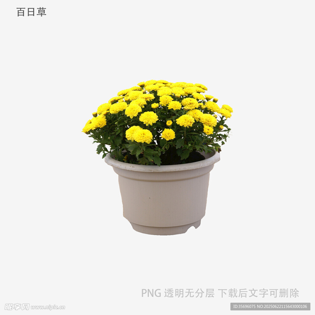 植物