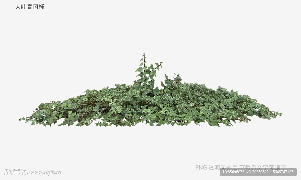一堆新鲜的绿色植物
