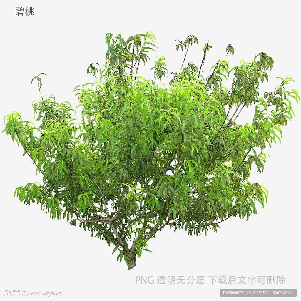 翠绿繁茂的单株树木