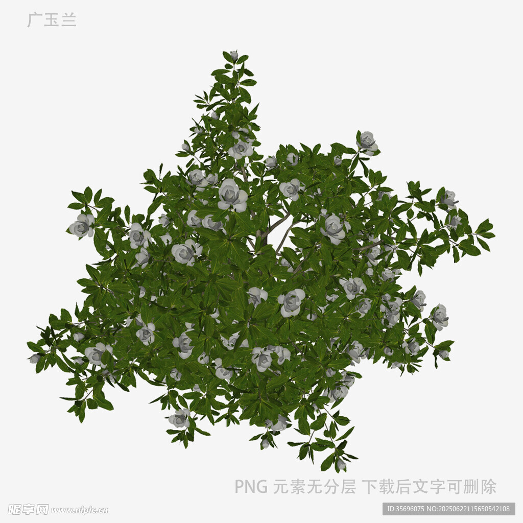 绿叶白花植物3D模型