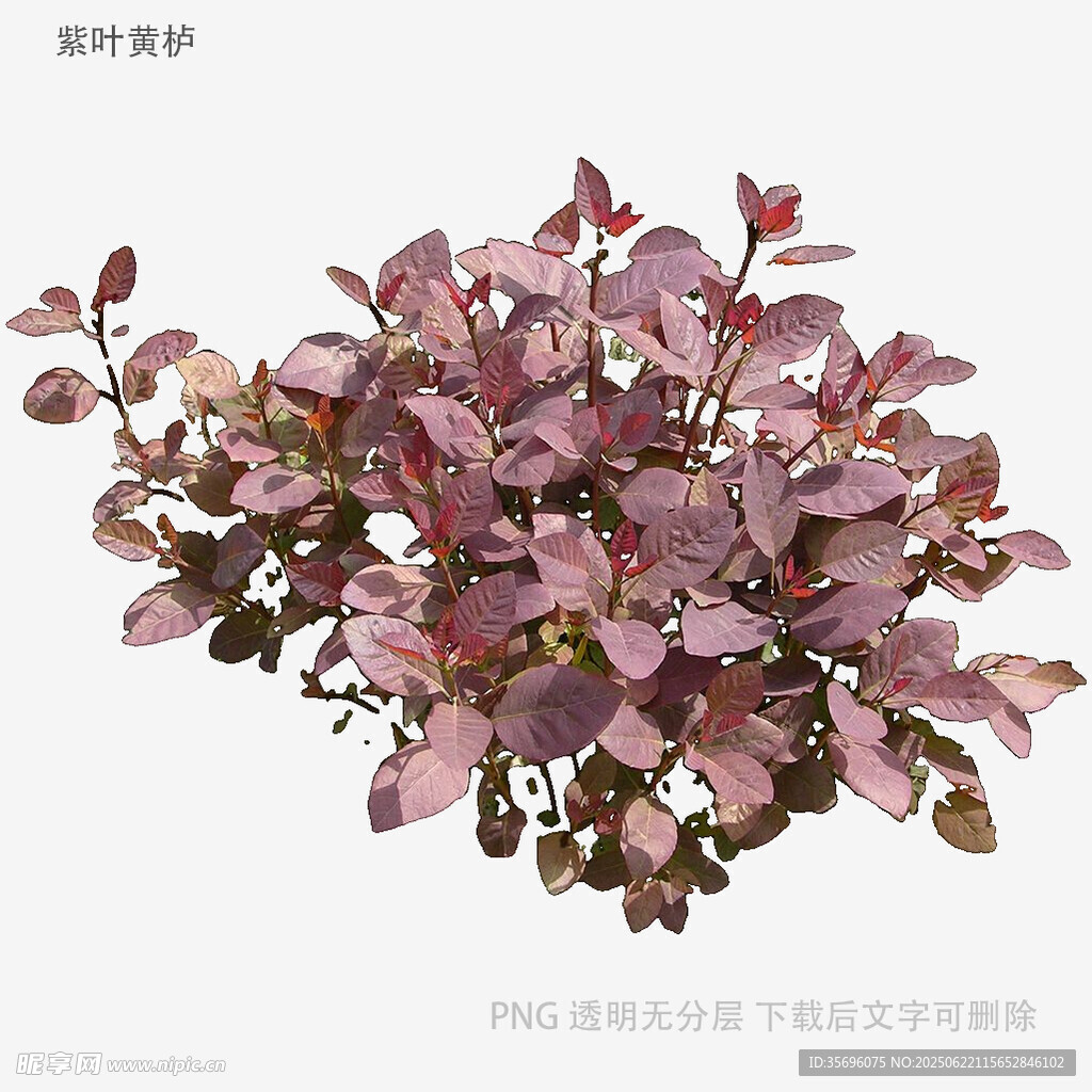 紫叶小檗植物特写