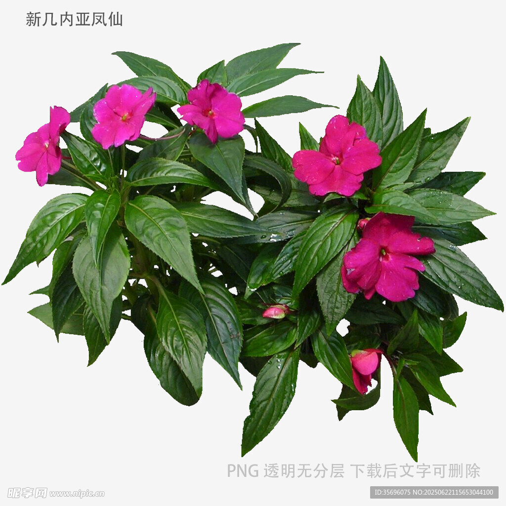 艳丽粉色花卉绿植盆栽