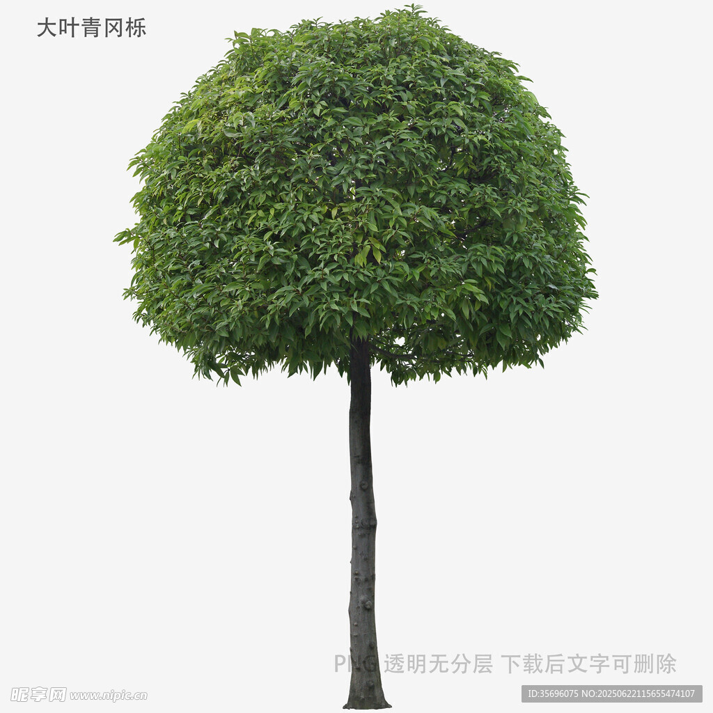 球形绿植单棵树