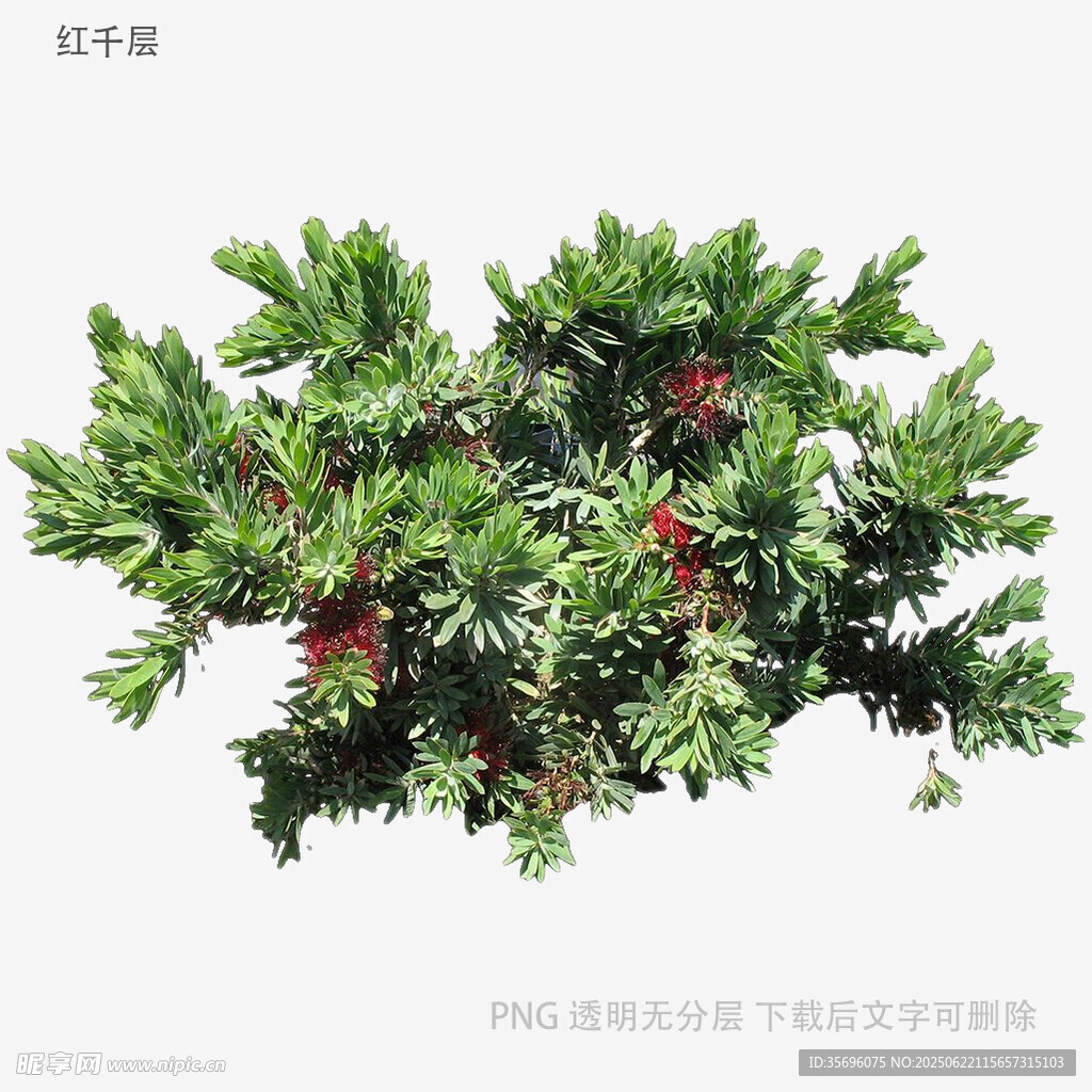 翠绿松枝带红果