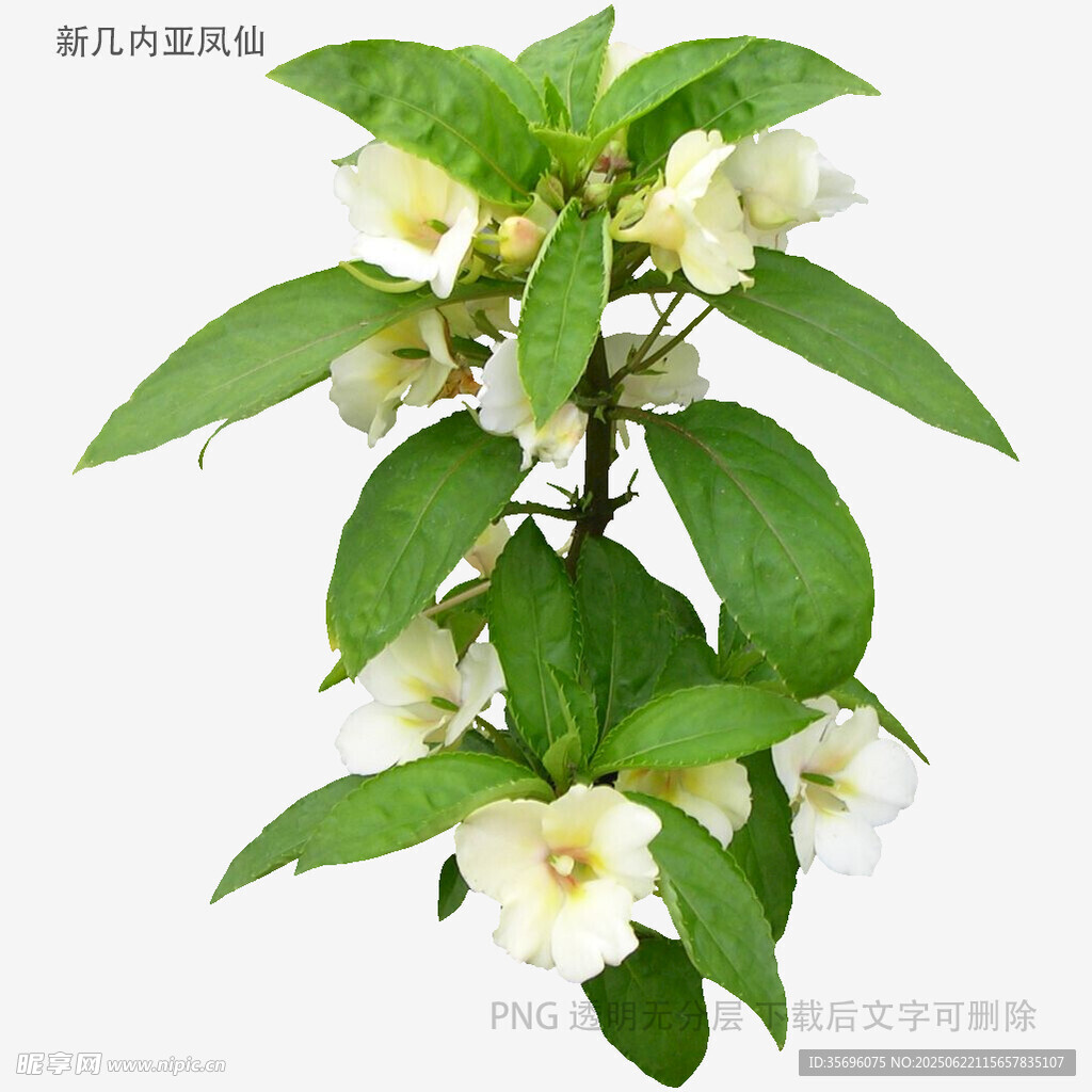 白色花朵绿叶植物特写