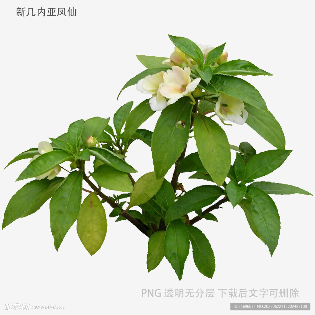 绿叶白花植物特写