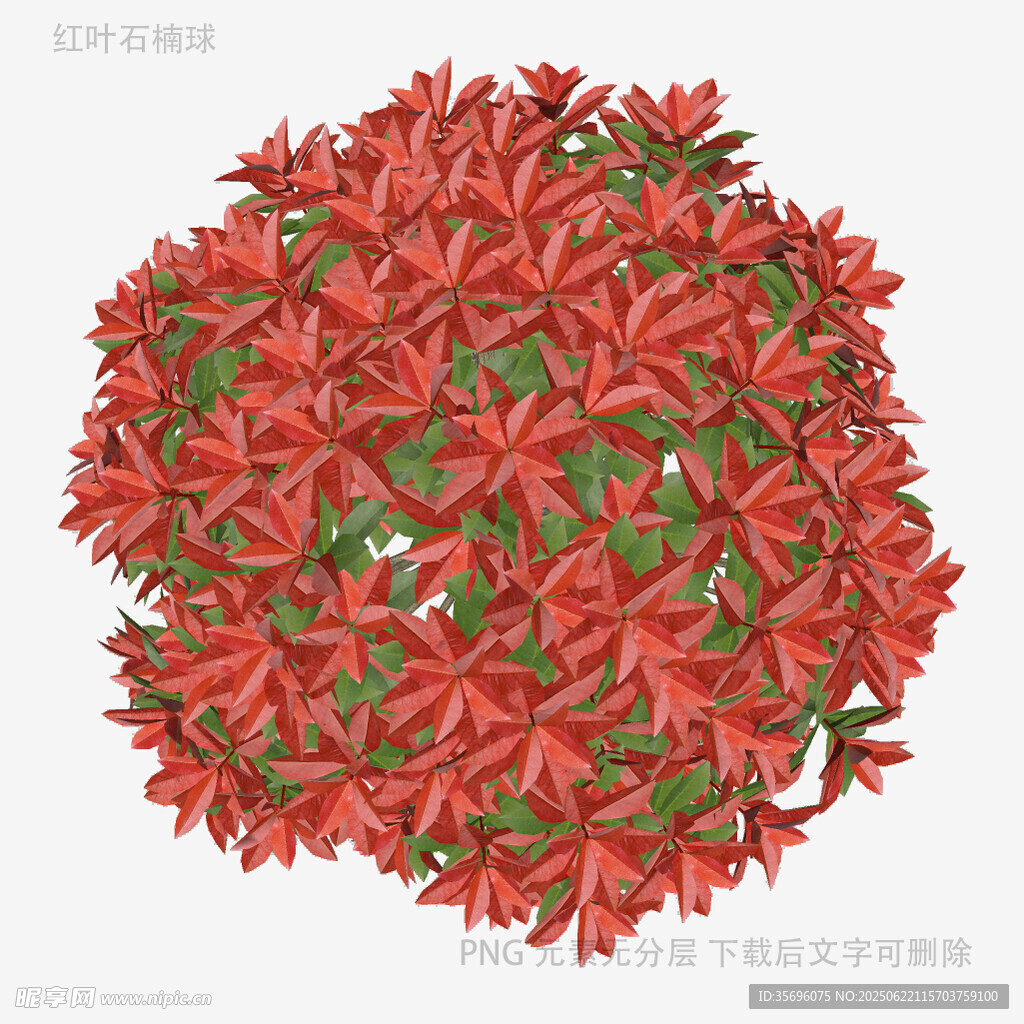 球状红色花卉植物特写