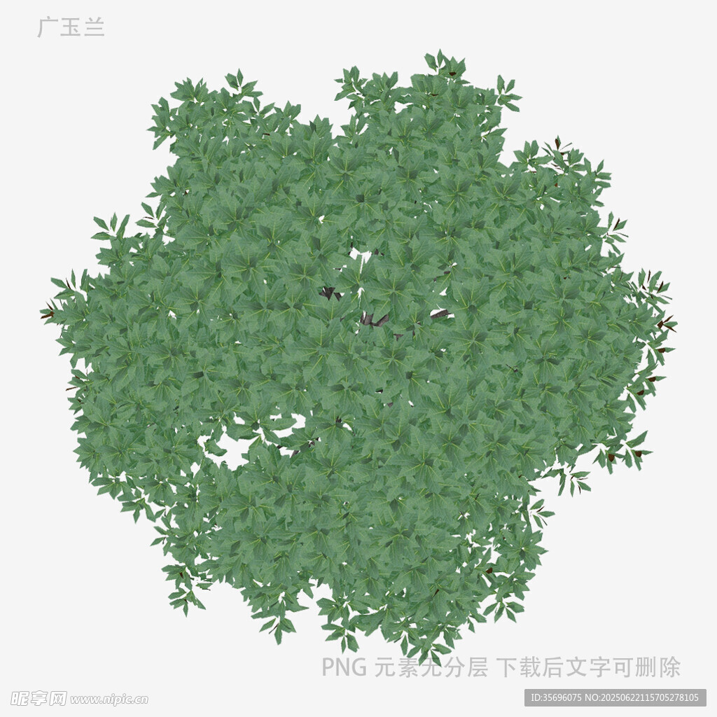 俯视视角绿色树木模型