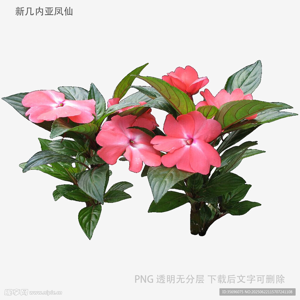 粉色长春花盆栽