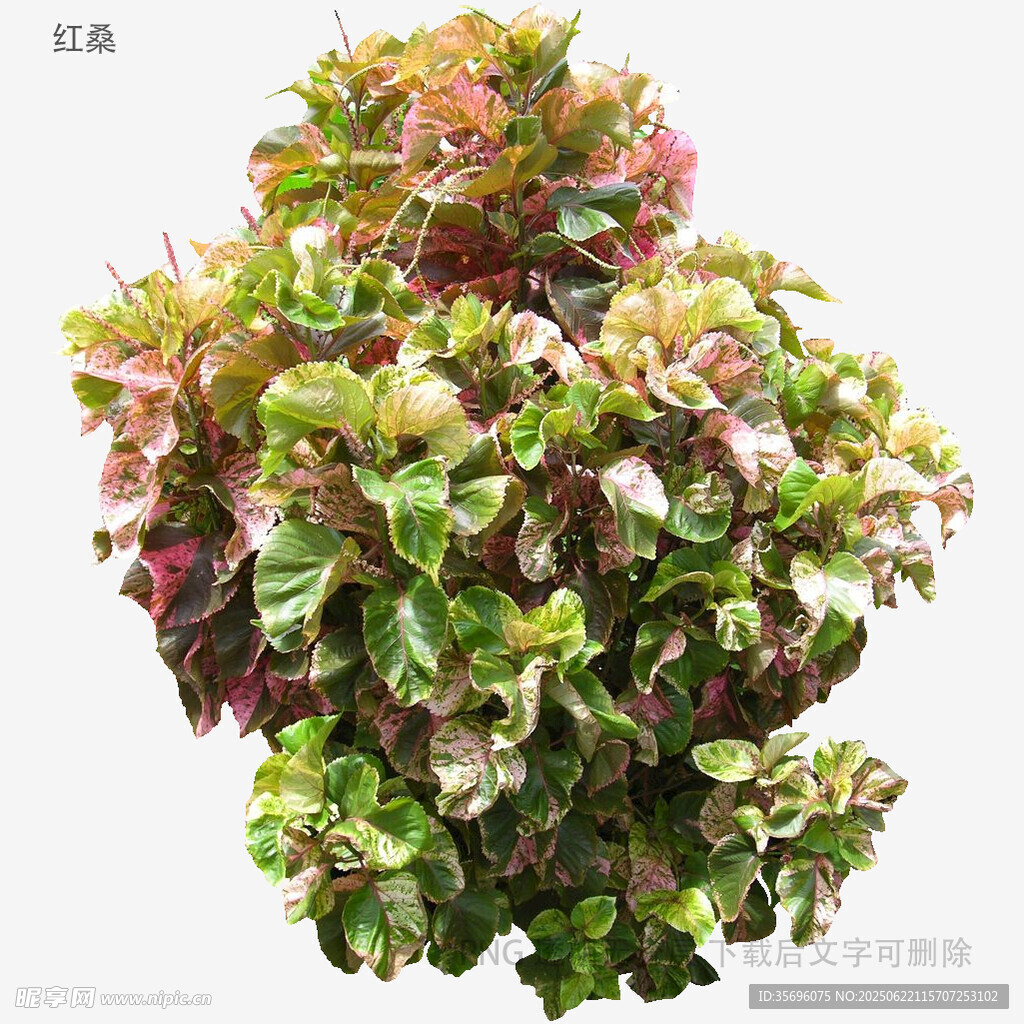 多彩斑斓的观赏植物