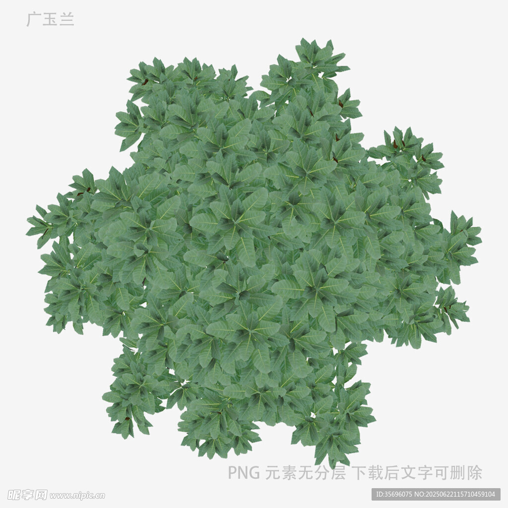 绿色茂密植物俯视图