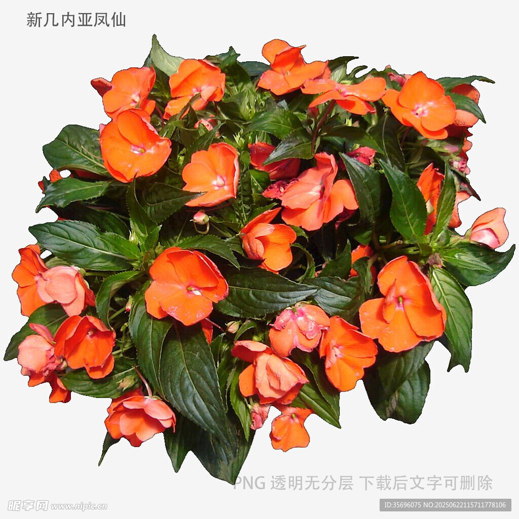 鲜艳橘色凤仙花绽放