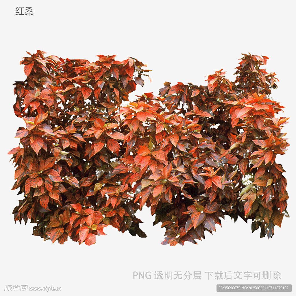 红叶植物景观