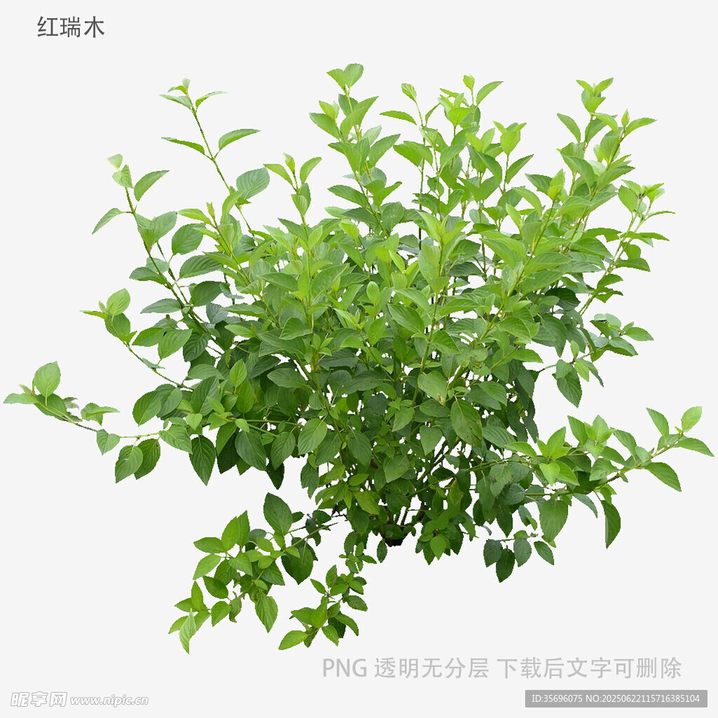 翠绿繁茂的绿植枝叶