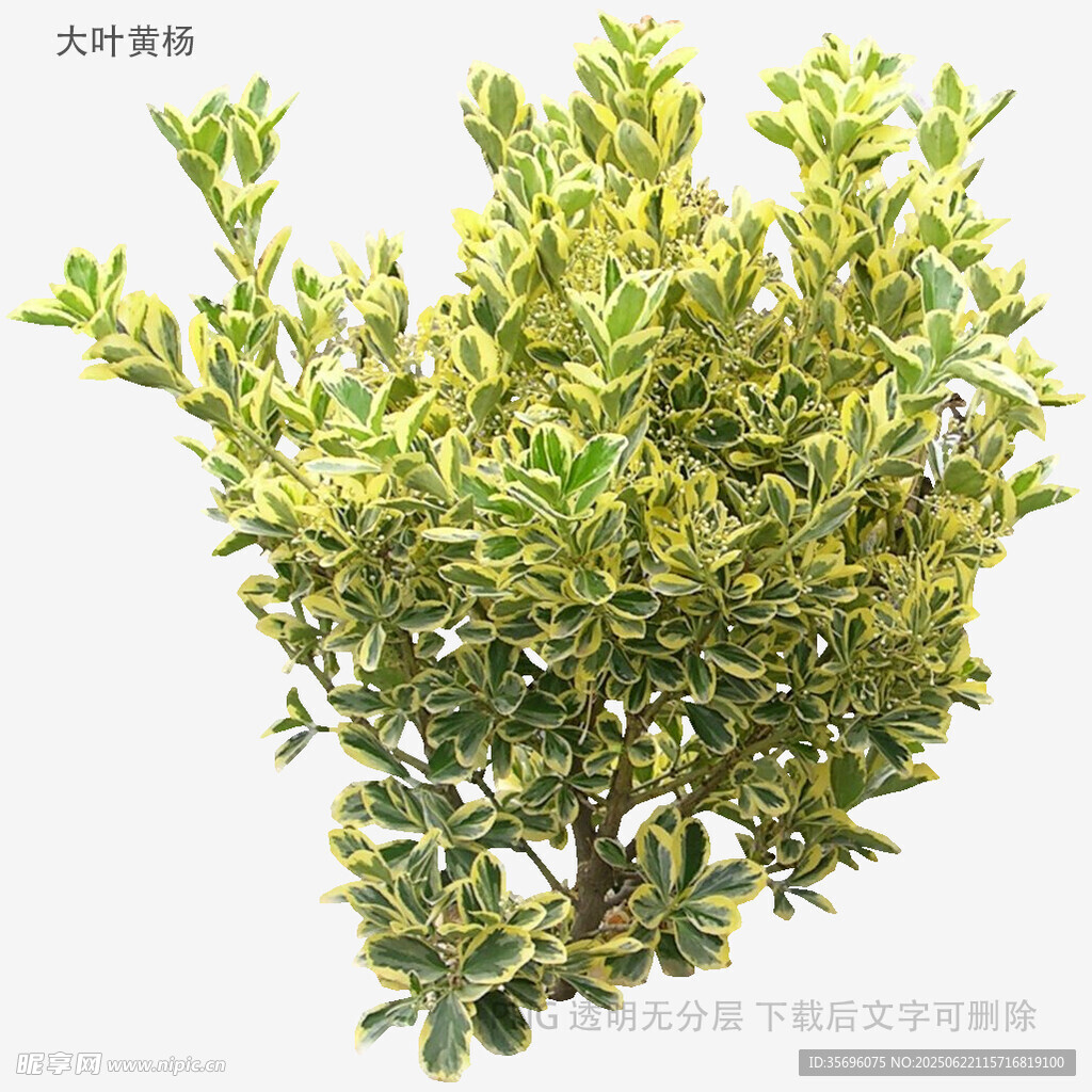 金边黄杨绿植特写