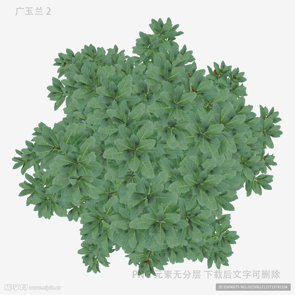 绿色茂密植物顶视图