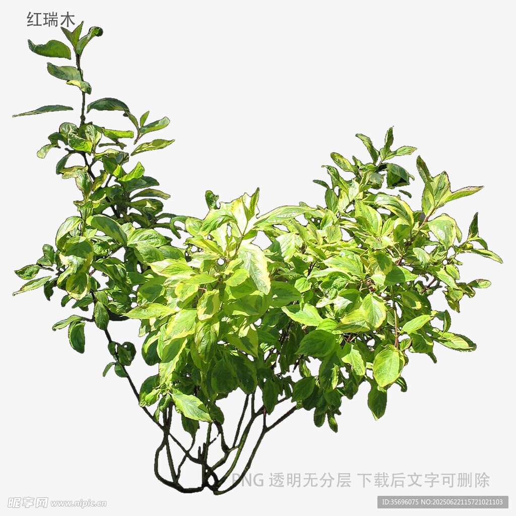 翠绿枝叶植物特写