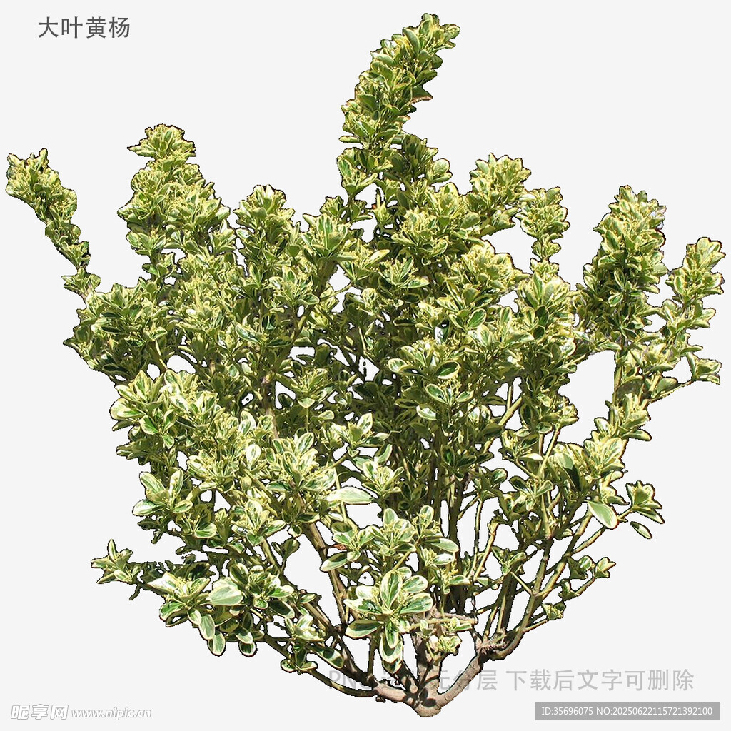 翠绿繁茂的灌木植物