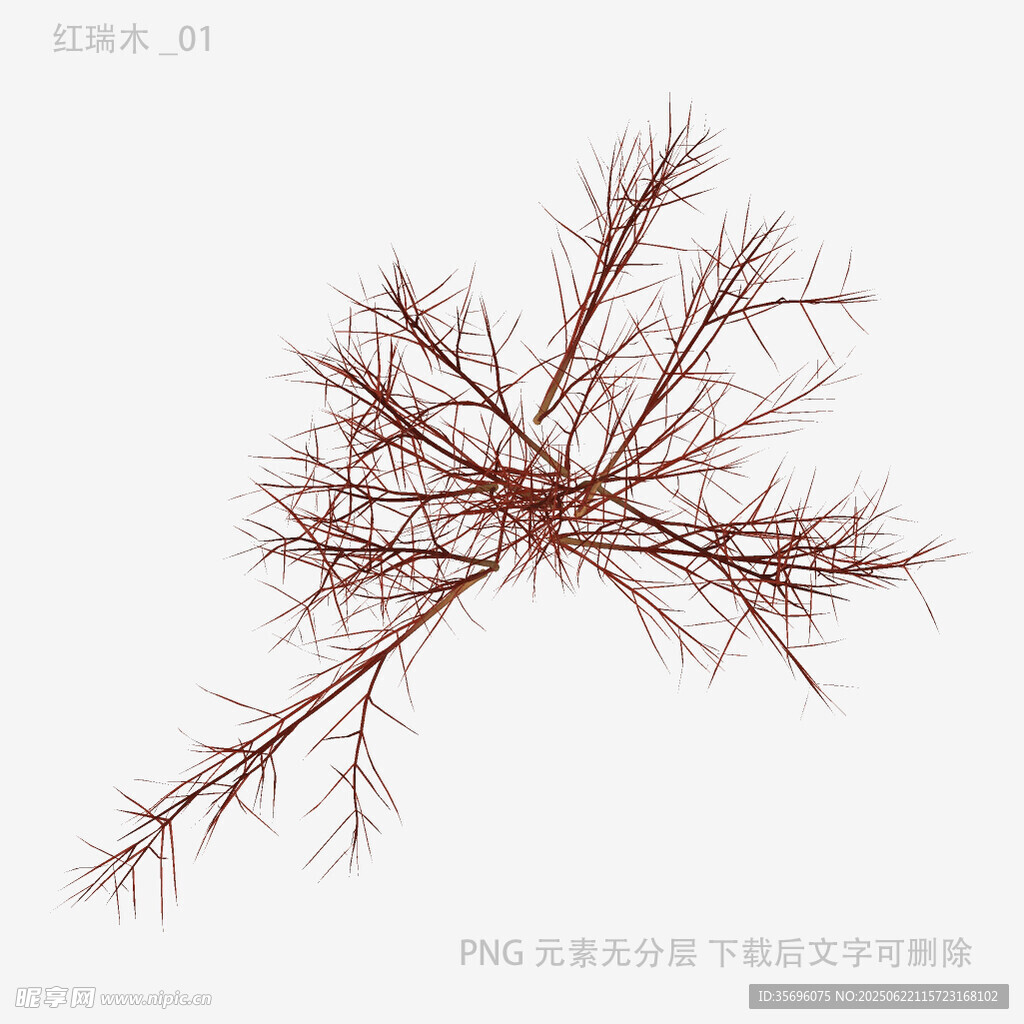干枯植物枝杈特写