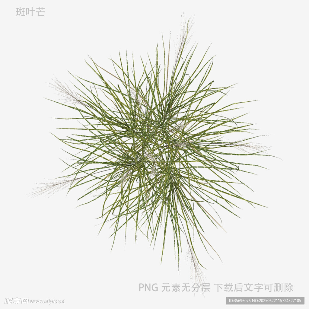 绿色蓬松松针植物特写
