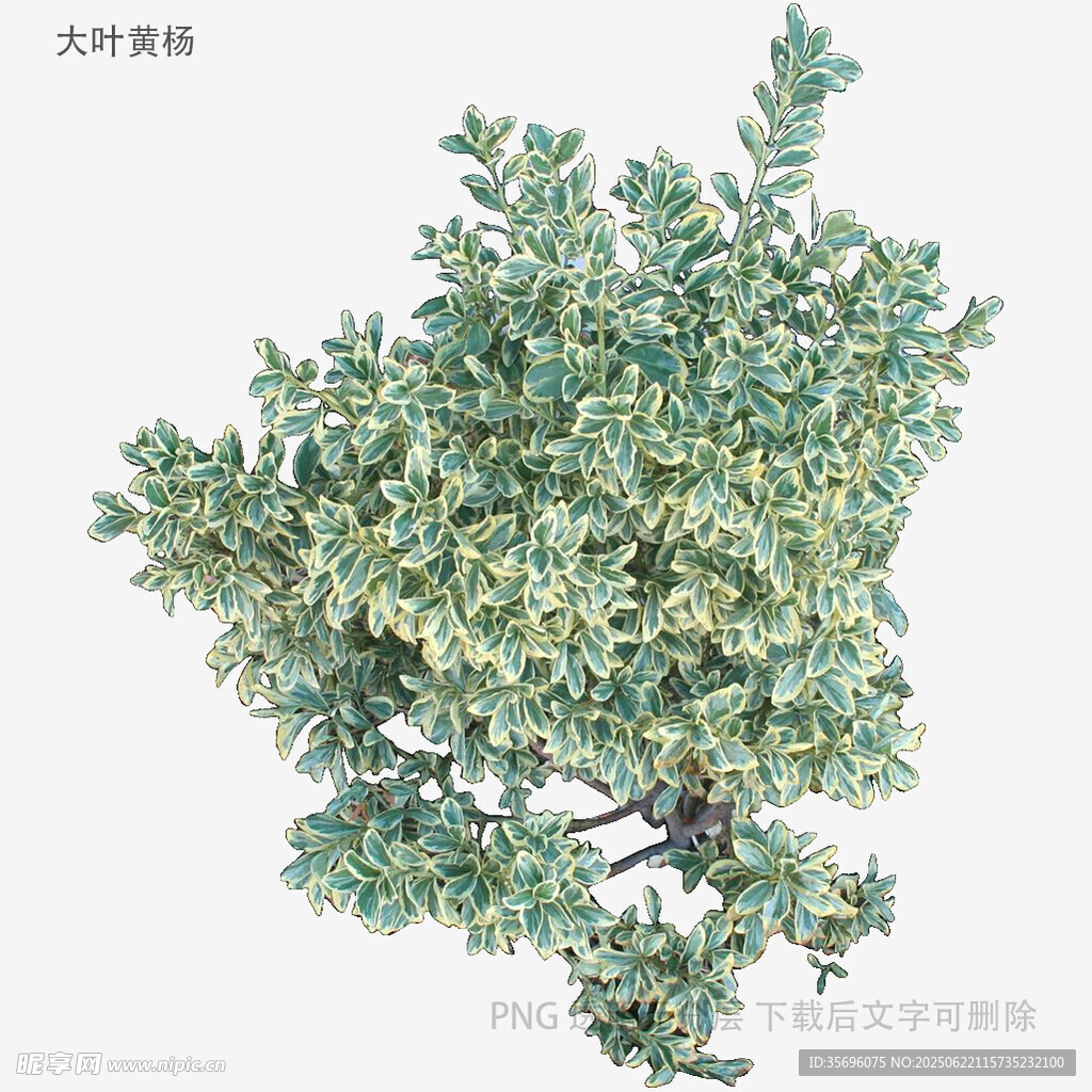 翠绿繁茂的灌木植物