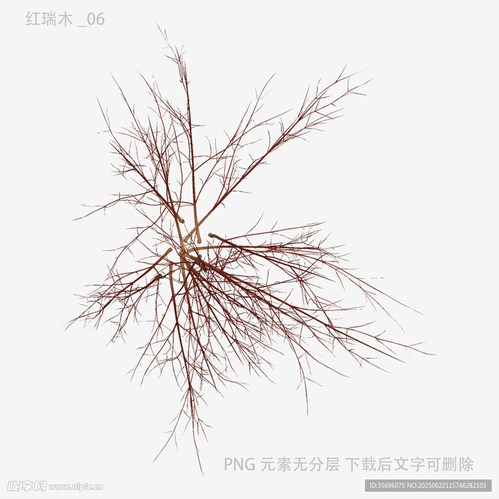 干枯植物根系特写