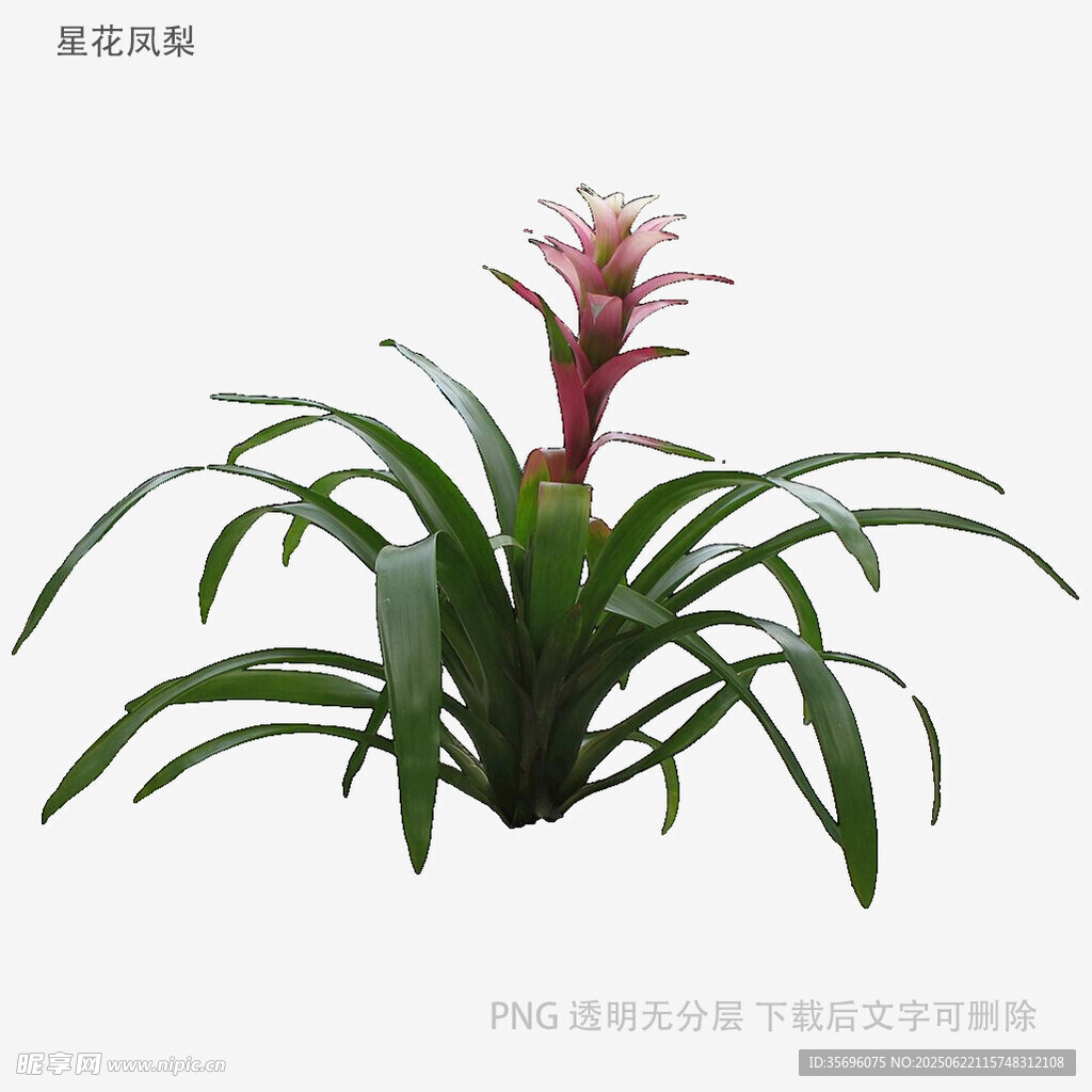 植物