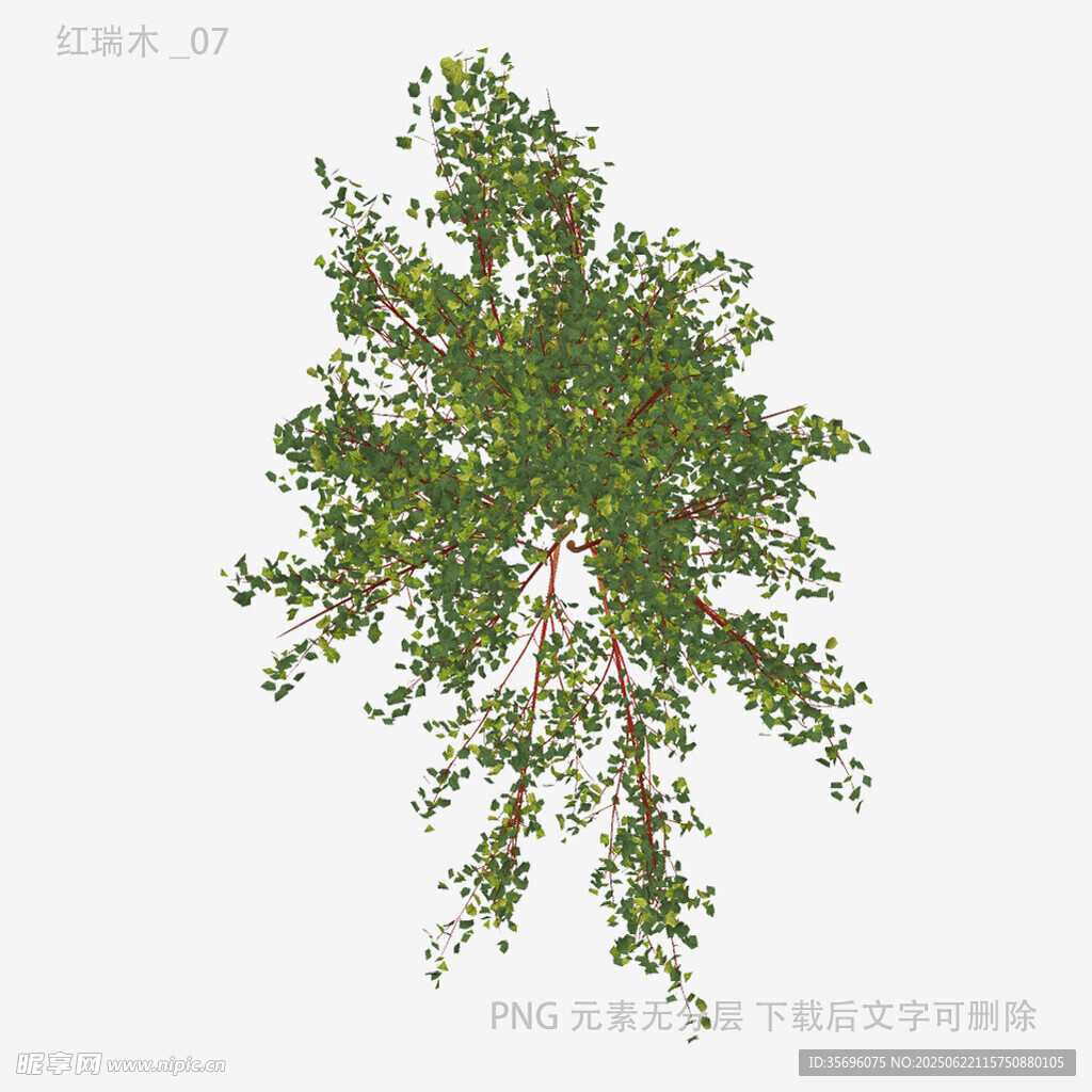 单棵绿植3D模型展示
