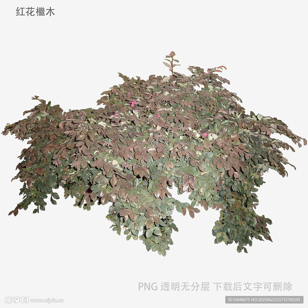 茂盛多彩植物景观