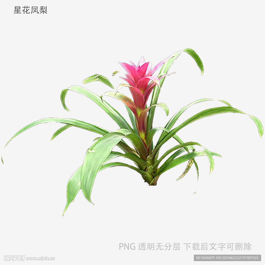 植物