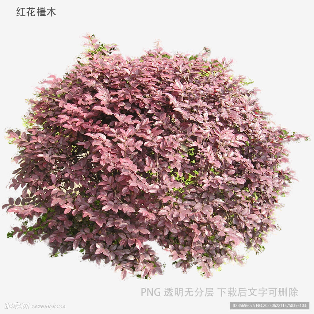 粉色繁花灌木景观