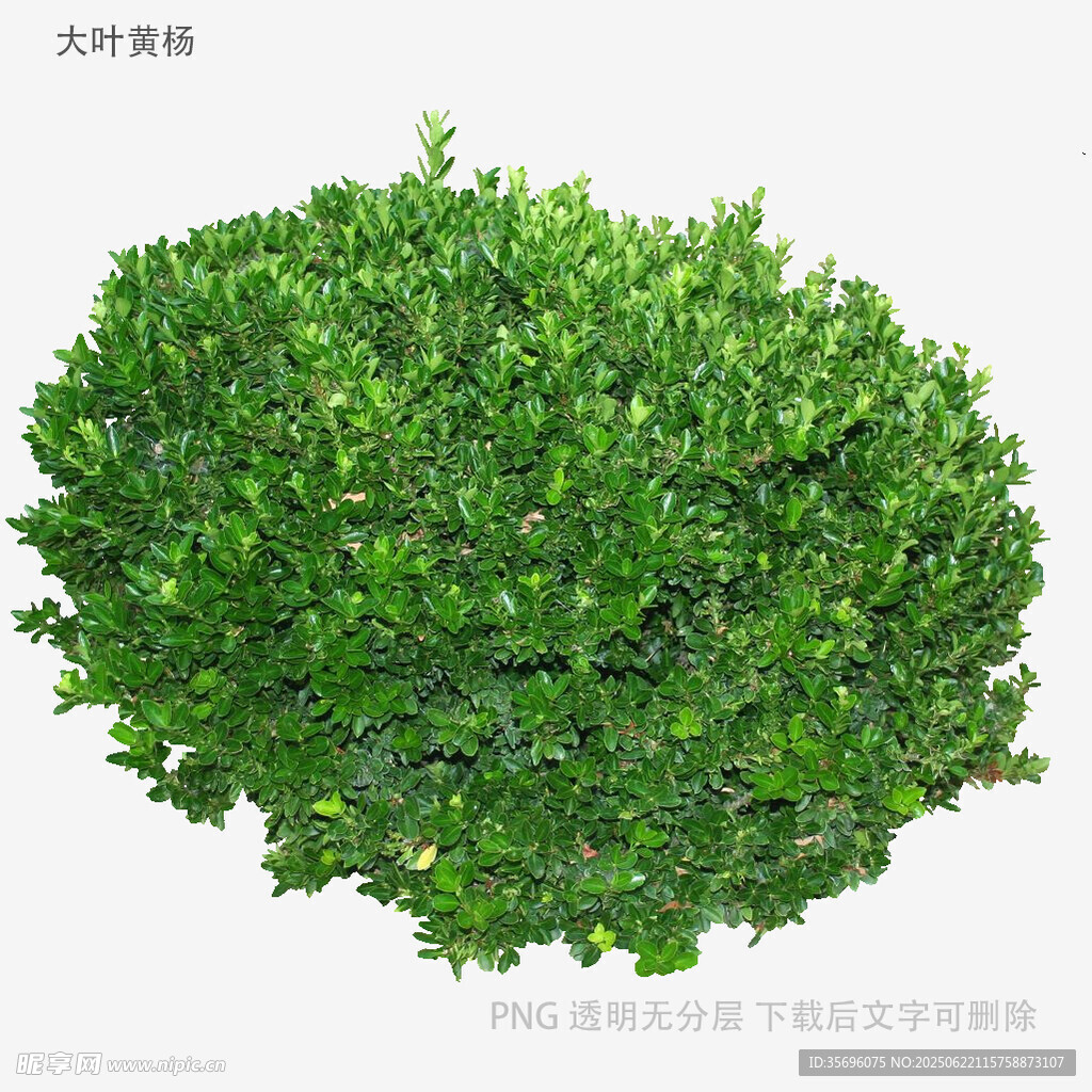 球形绿植灌木