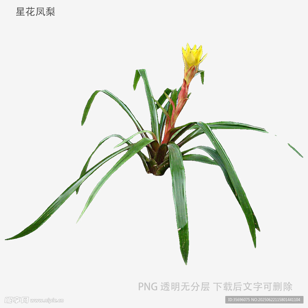 单株黄花绿植特写