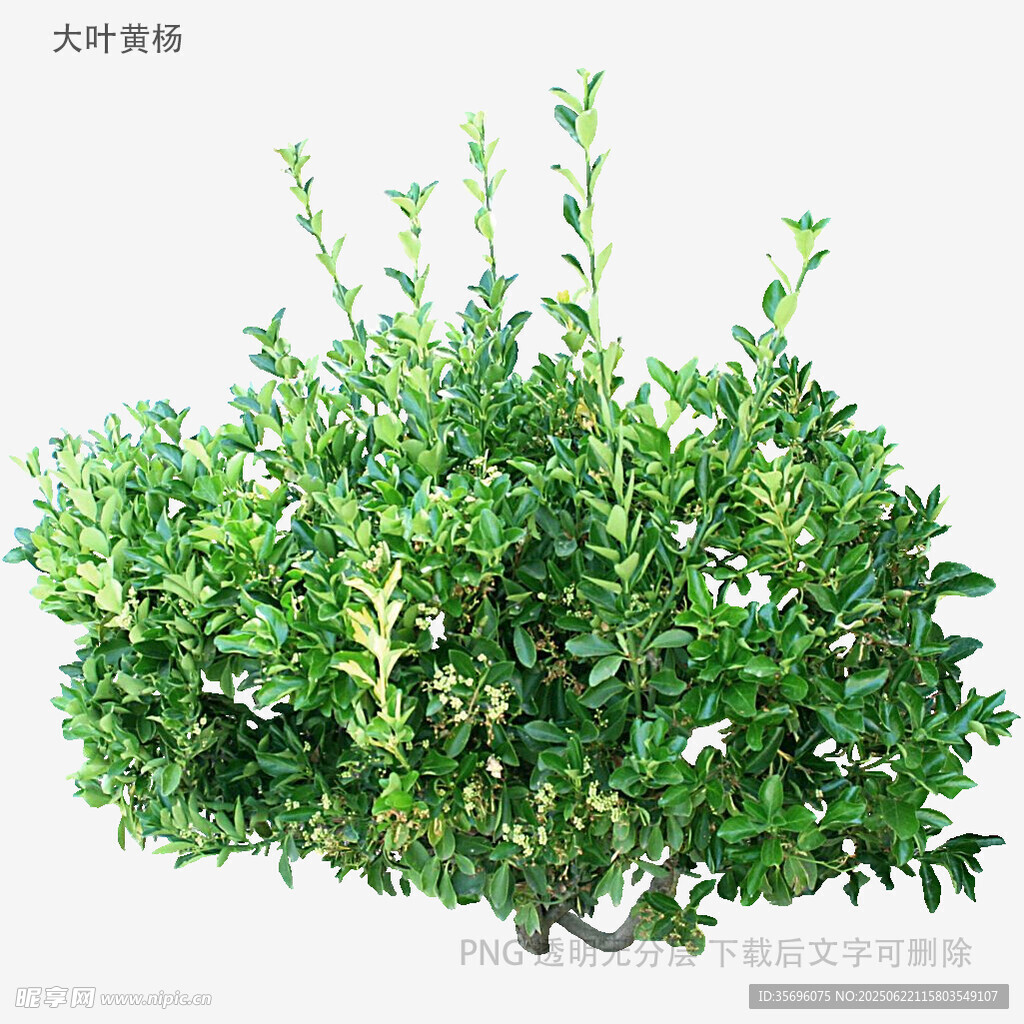 绿叶繁茂的灌木植物