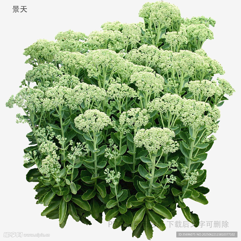 翠绿八宝景天植物景观