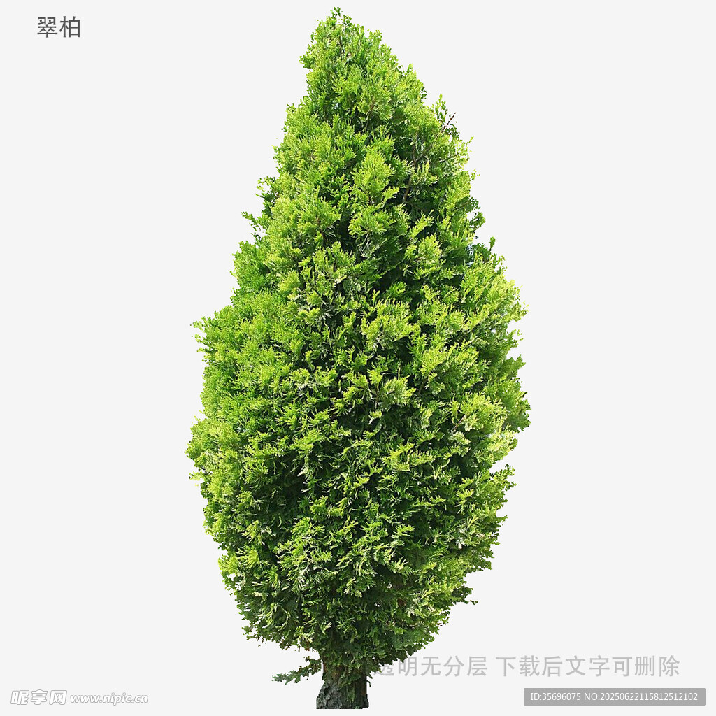 挺拔翠绿的锥形树木