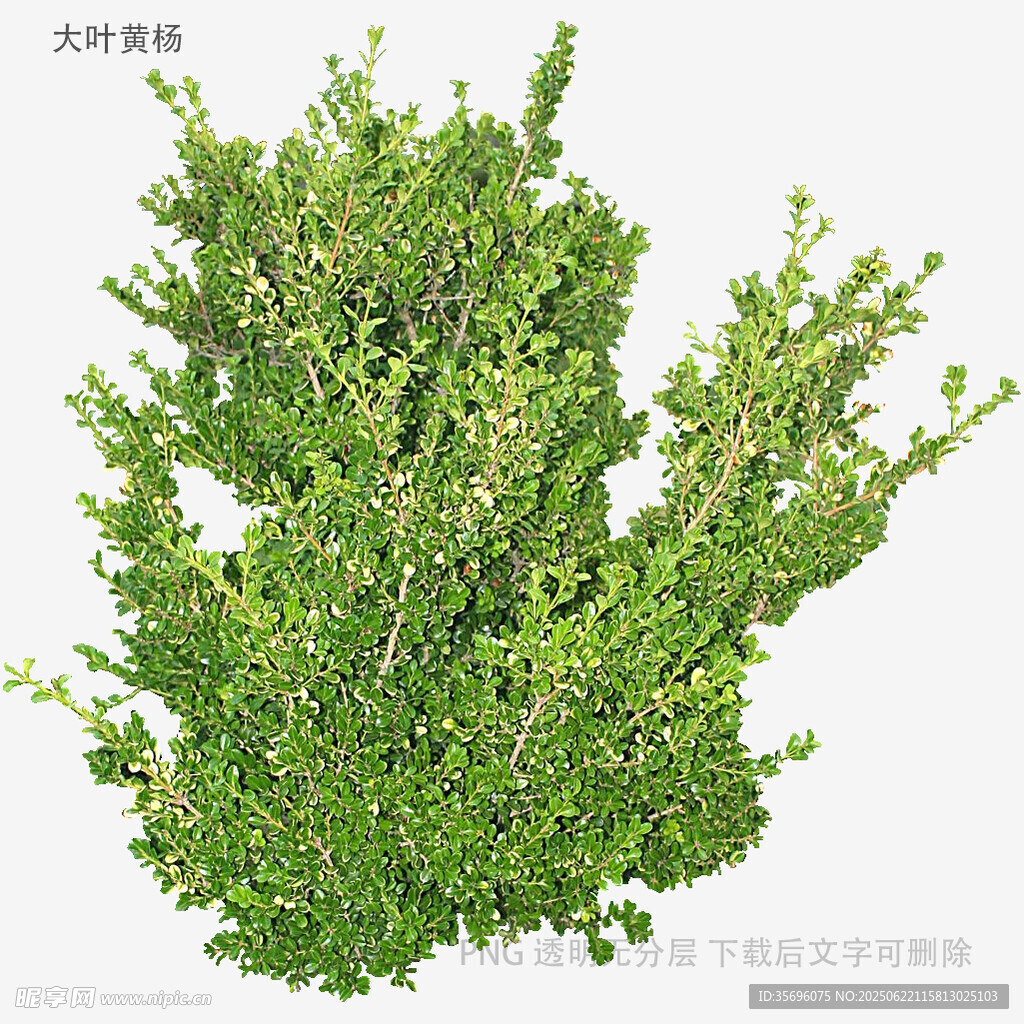 翠绿繁茂的灌木植物