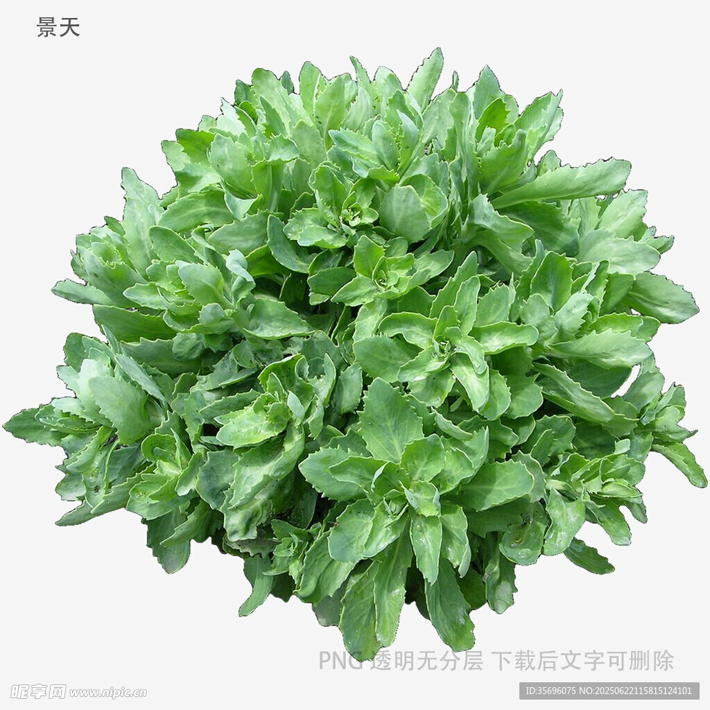 新鲜嫩绿菠菜植株