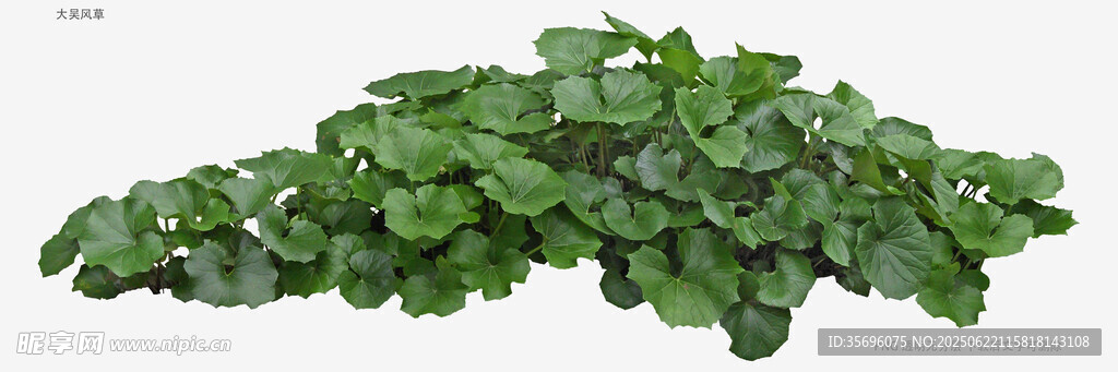 翠绿茂盛的多肉植物