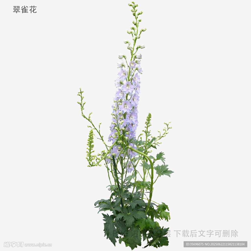 植物