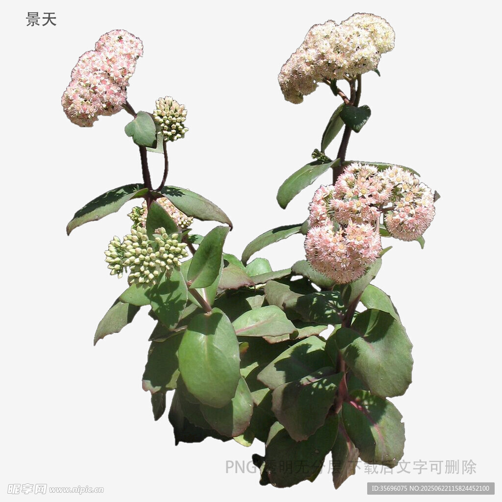 粉色花卉绿植盆栽