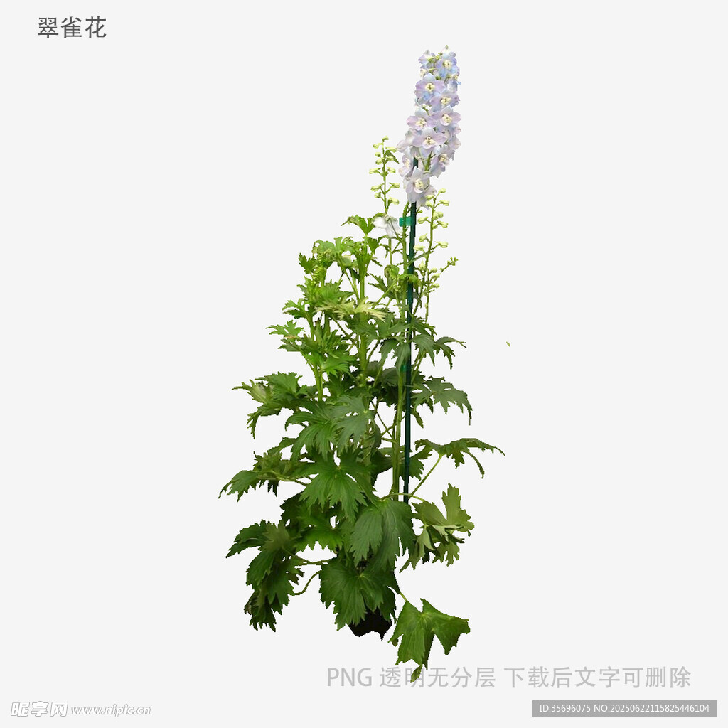 高大挺拔的翠雀花植株