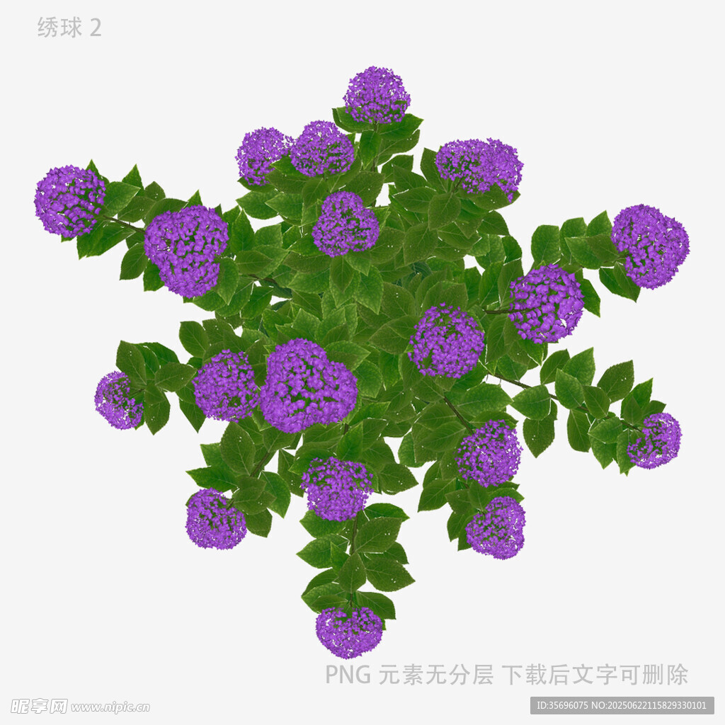 紫色花卉盆栽俯视图