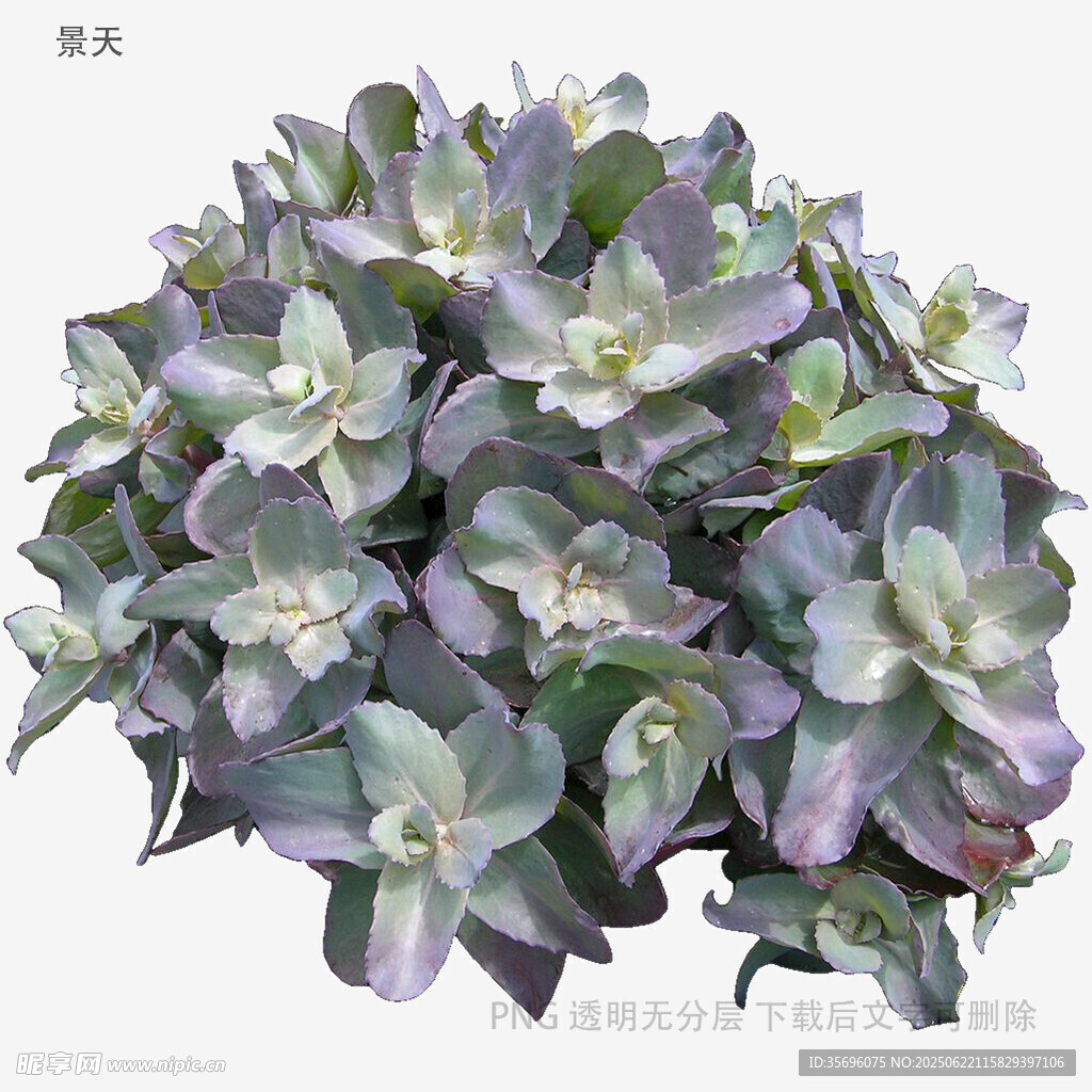 梦幻蓝紫色系多肉花卉