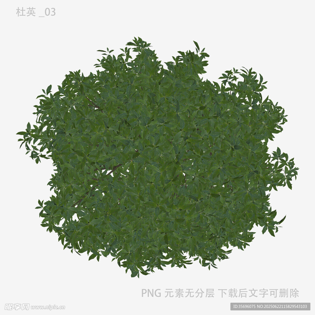 绿色灌木植物3D模型