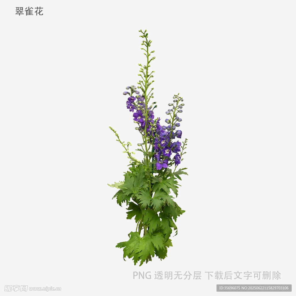 植物
