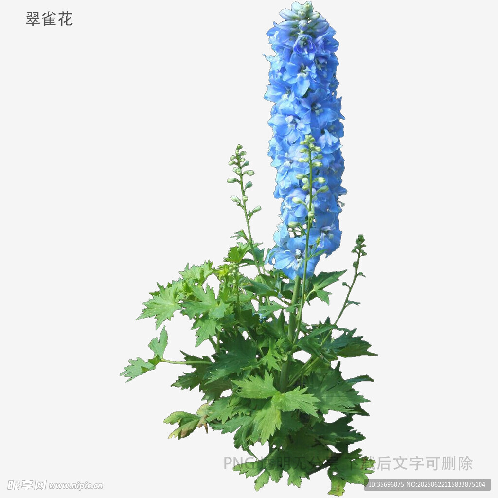 蓝色翠雀花特写