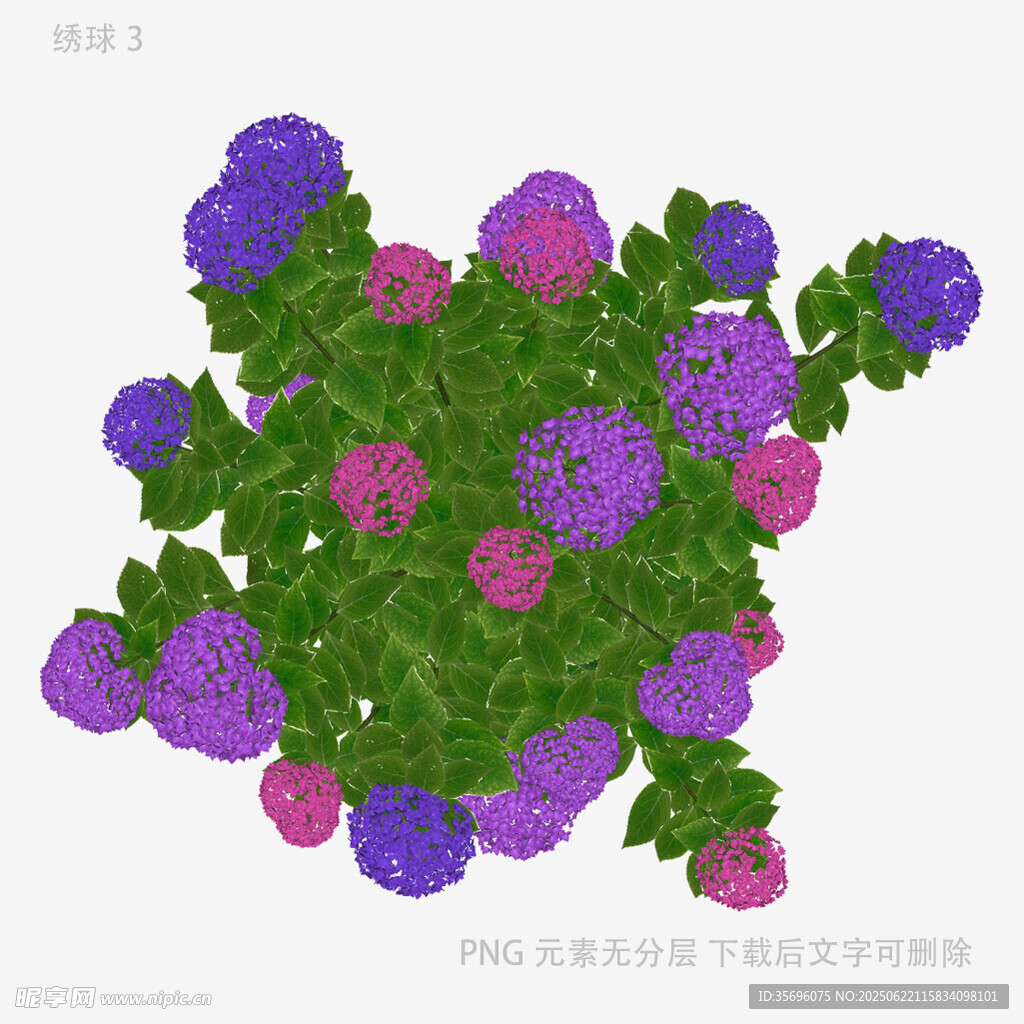 紫色粉色花卉植物效果图