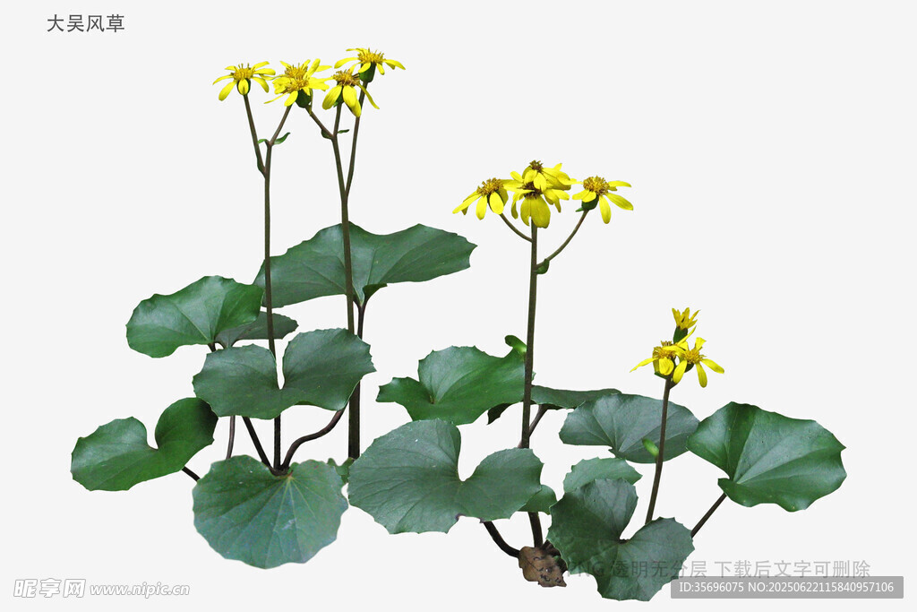 黄花绿叶植物特写